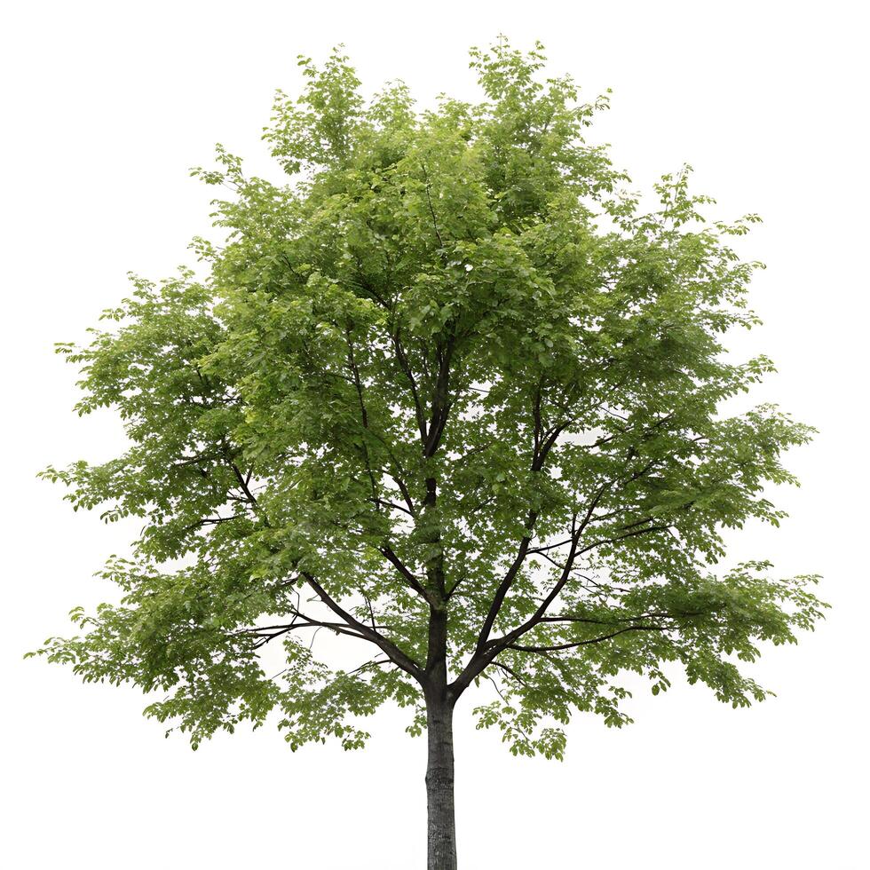 Tall alder tree with dense green foliage and a sturdy trunk, isolated on white, perfect for environmental, botanical, and landscaping concepts photo