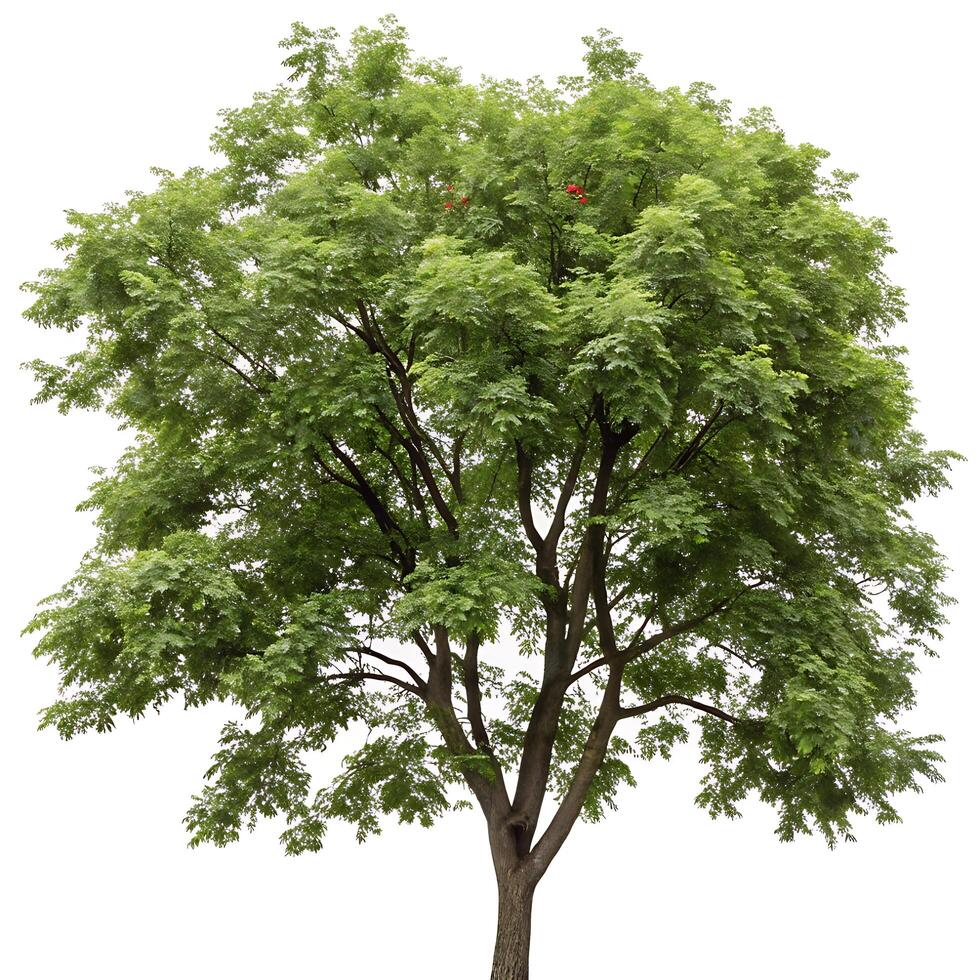 Bright and colorful mountain ash tree with rich green foliage and red berries, captured on a white background, highlighting the seasonal freshness photo