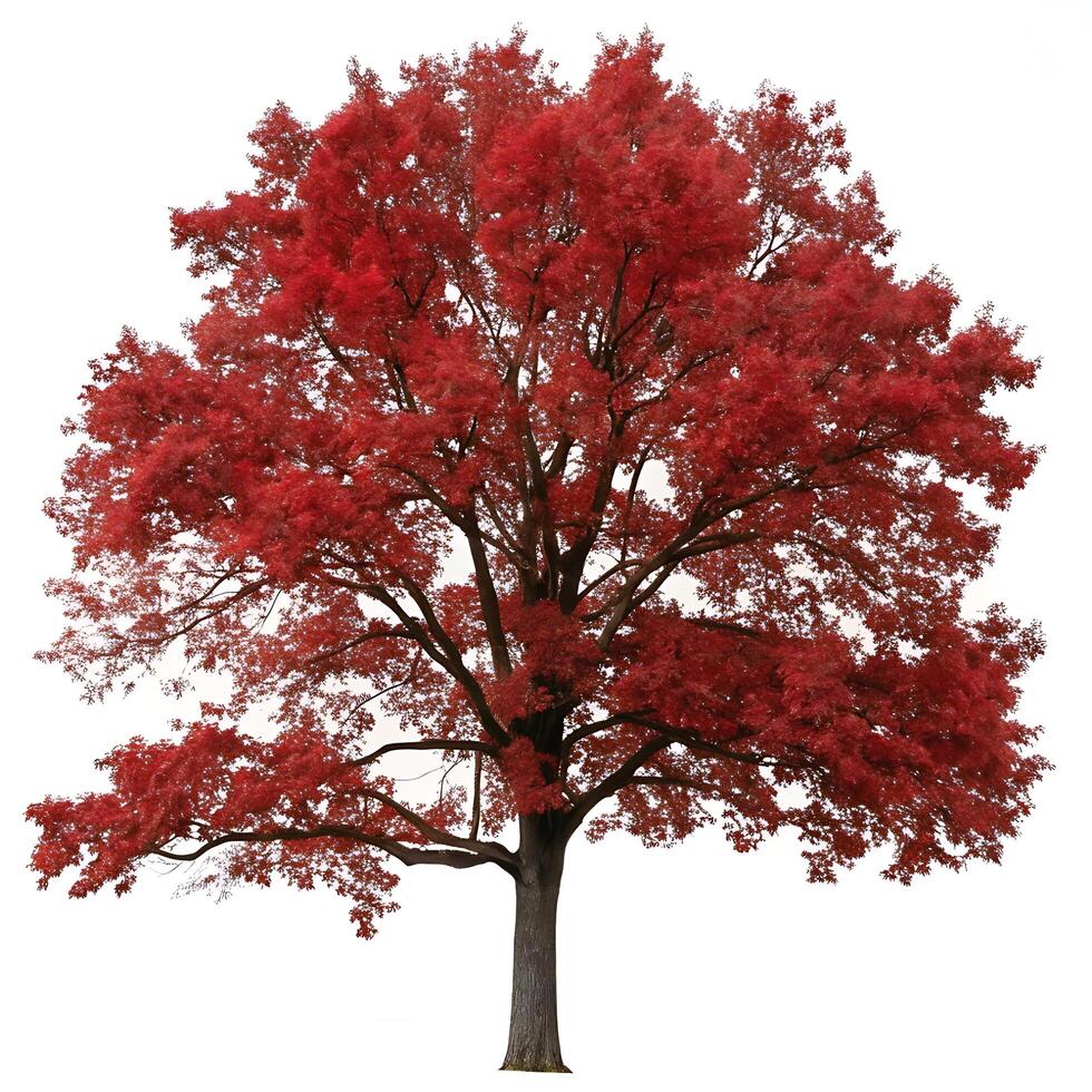 Vibrant red oak tree with rich red leaves against a white background, ideal for autumn themed visuals, fall foliage, and natural beauty photo