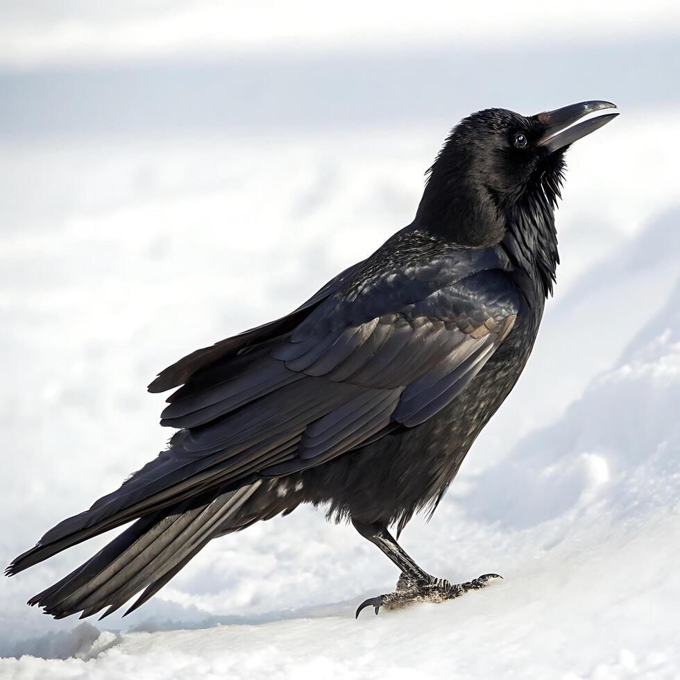 A blackbird with bright yellow beak and dark plumage, standing on snow with a soft, clean white background highlighting its features photo