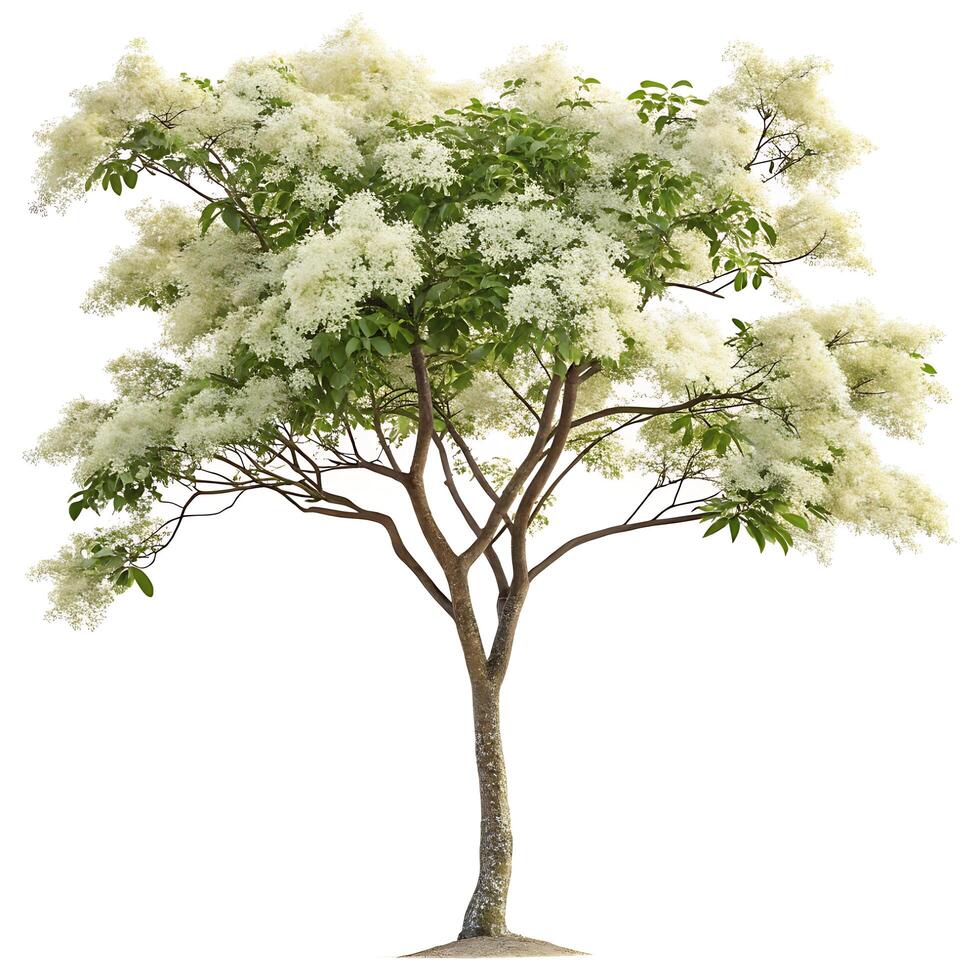 A beautiful umbrella tree with a wide canopy of lush green leaves, showcasing its elegant, symmetrical structure on a clean white backdrop photo
