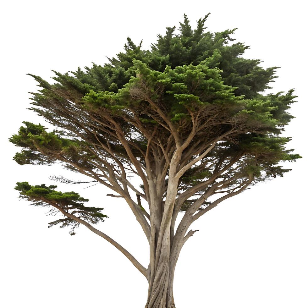 Isolated cypress tree in a barren landscape, with vivid green leaves and strong, contorted branches, against a clean white backdrop photo