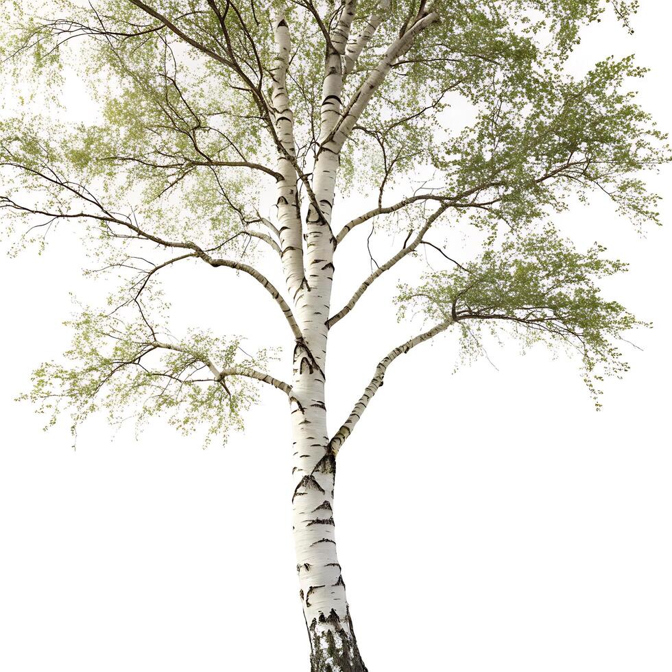 Elegant birch tree with distinctive white bark and delicate green leaves, isolated on a white background, showcasing its graceful form and texture photo