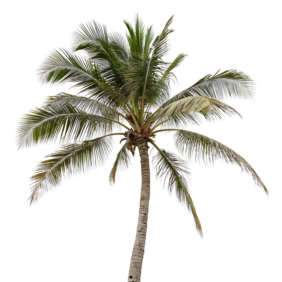 Exotic palm tree with large, vibrant leaves and a simple, elegant shape, captured against a clean white background to highlight its tropical appeal photo