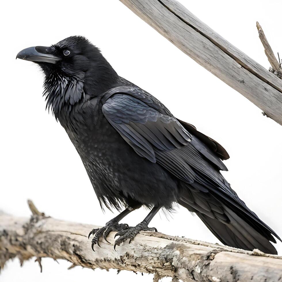 Raven with glossy black plumage sitting on a branch, showcasing its powerful build and sharp features, isolated on a white backdrop photo