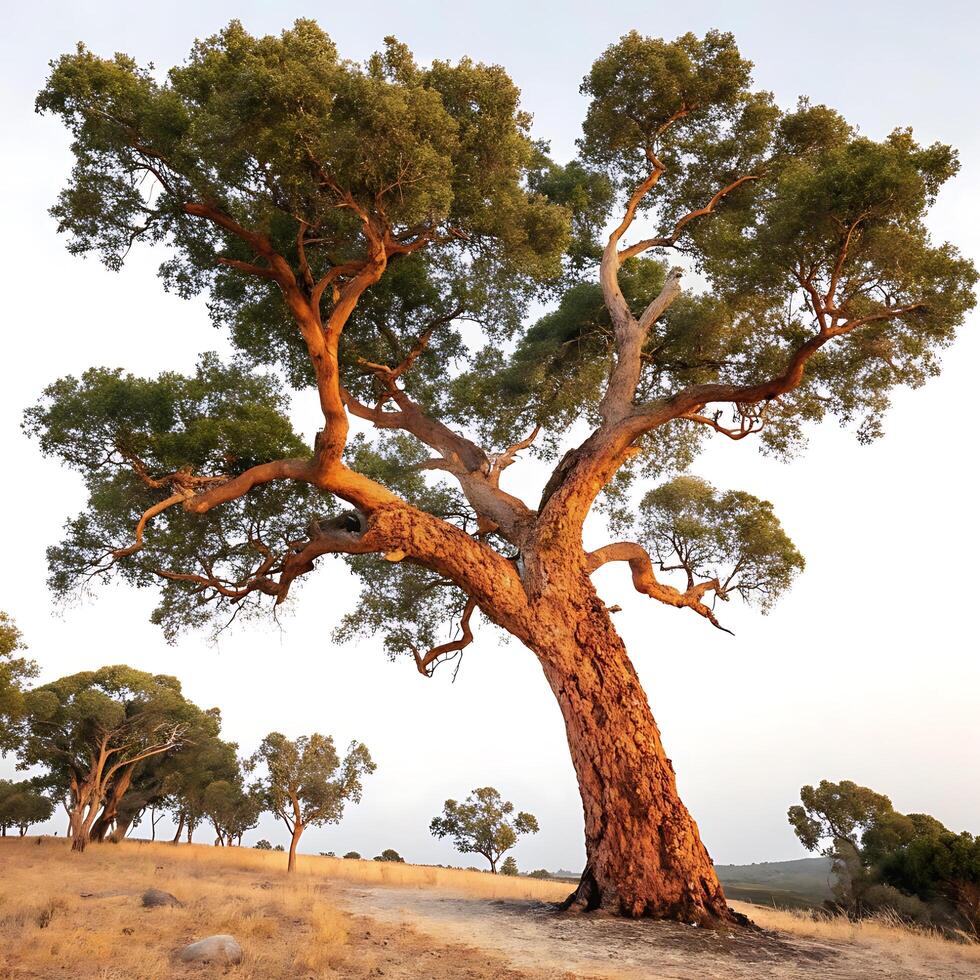 Graceful cork oak tree with sprawling branches and textured bark, evoking the natural beauty of the outdoors against a minimalist white background photo