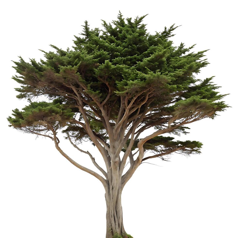 A unique and striking cypress tree silhouette with curving branches against a plain white backdrop, capturing the essence of nature photo