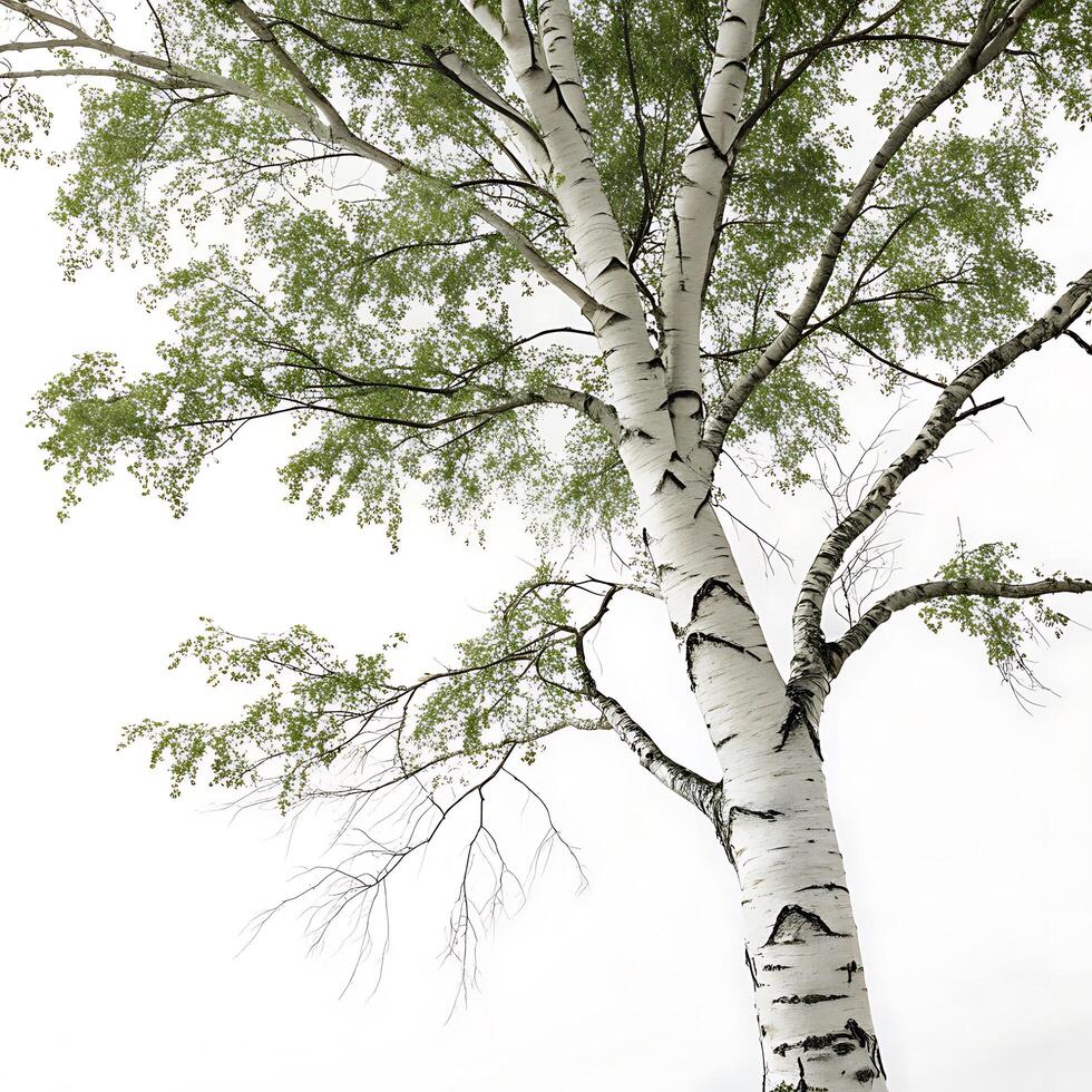 A paper birch tree with its distinct white bark and vibrant green leaves, isolated on a clean white background to highlight its graceful form photo