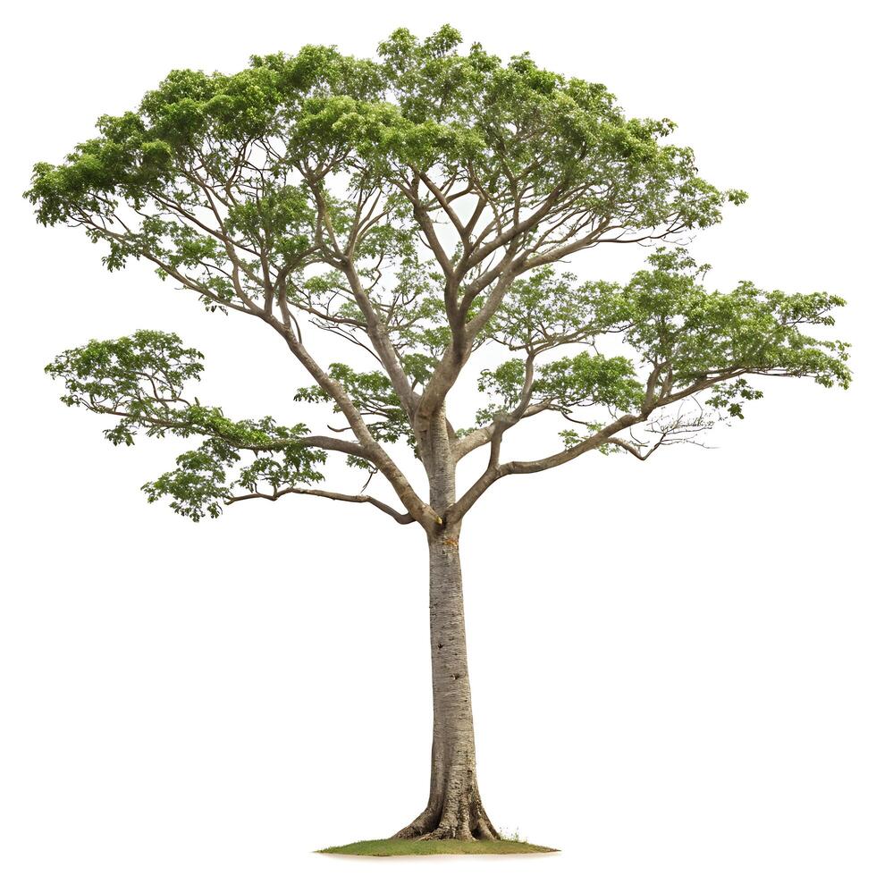 A beautiful kapok tree displaying clusters of white fluffy flowers hanging from its branches, against a clean white backdrop, symbolizing natures beauty photo