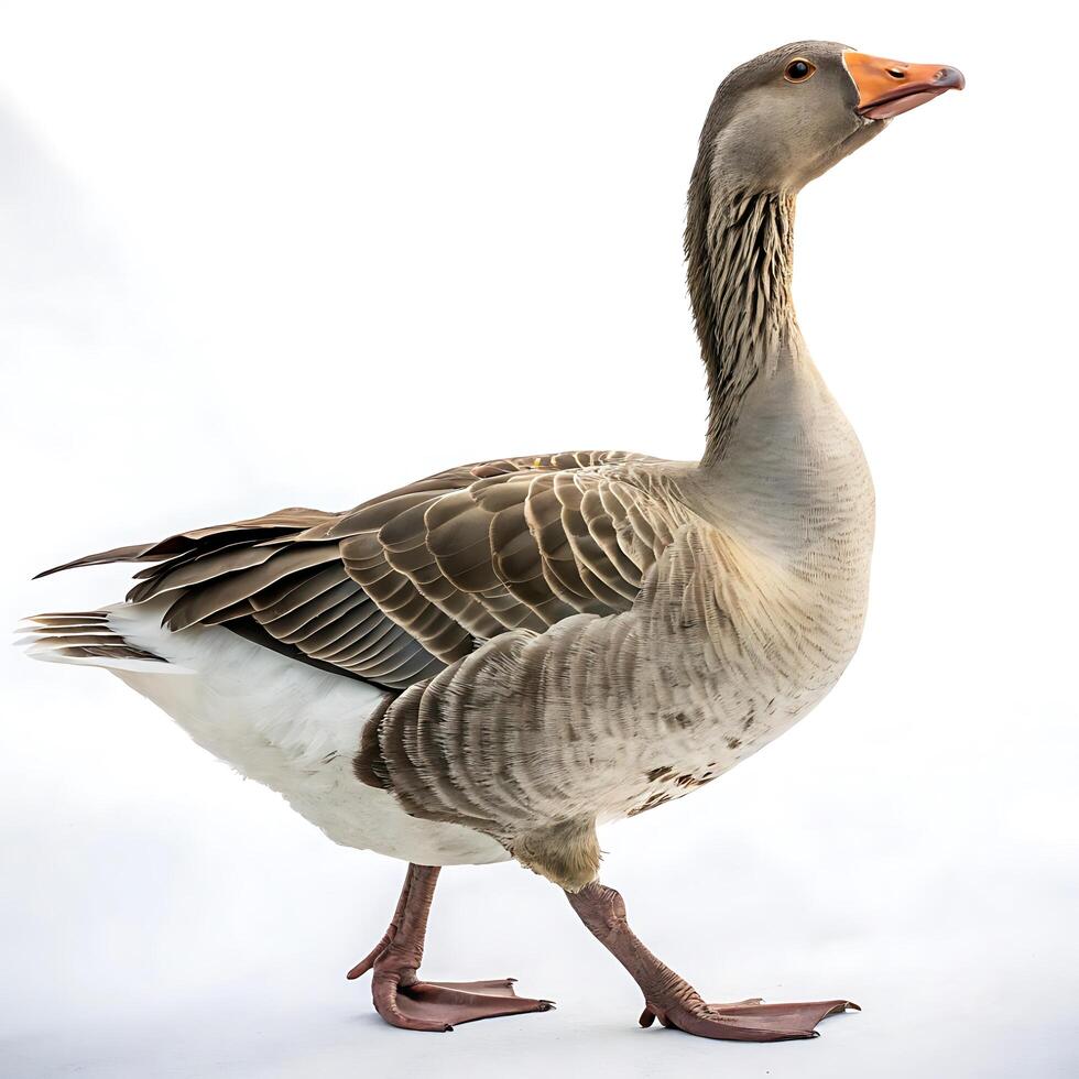 Close up of a goose walking gracefully with a proud posture, showcasing its unique feathers and long neck against a bright white background photo