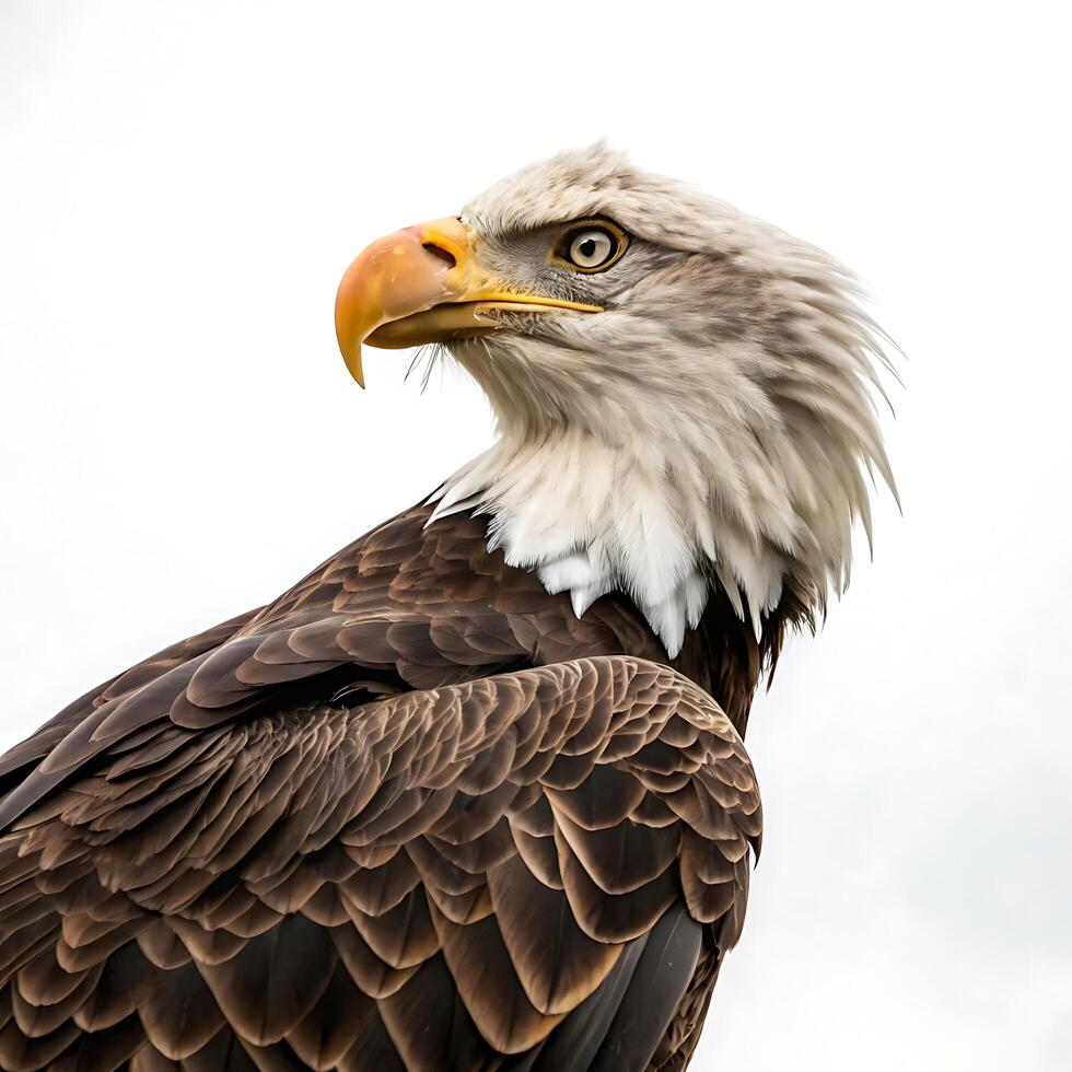 Profile view of a bald eagle perched proudly, highlighting its distinctive white head, powerful beak, and strong feathers photo