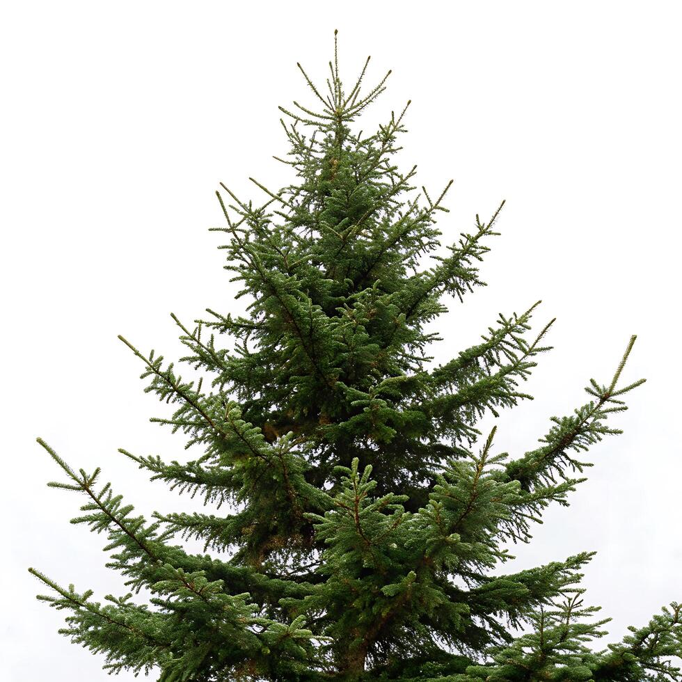 A stunning image of a spruce tree, lush green foliage, reaching for the sky, isolated against a clean white background for a fresh look photo