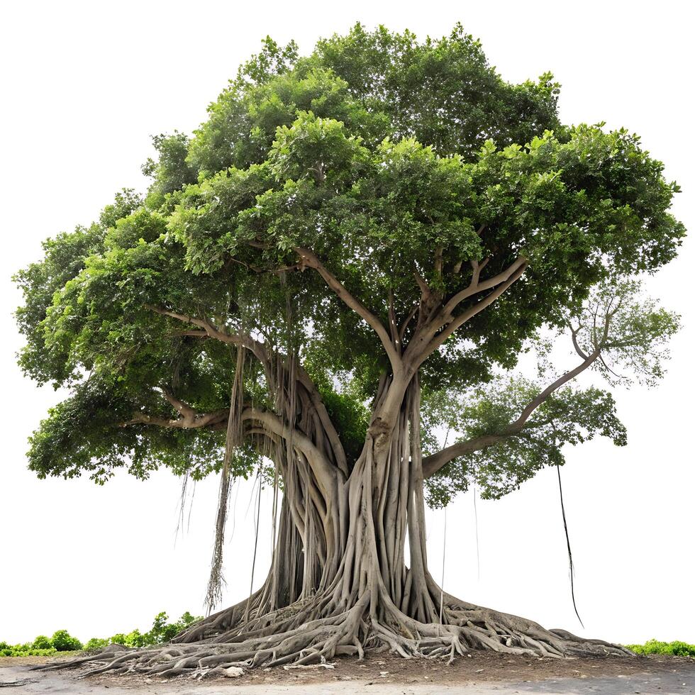 Lush banyan tree with hanging vines and thick branches, isolated on white, perfect for showcasing biodiversity and ecological importance photo