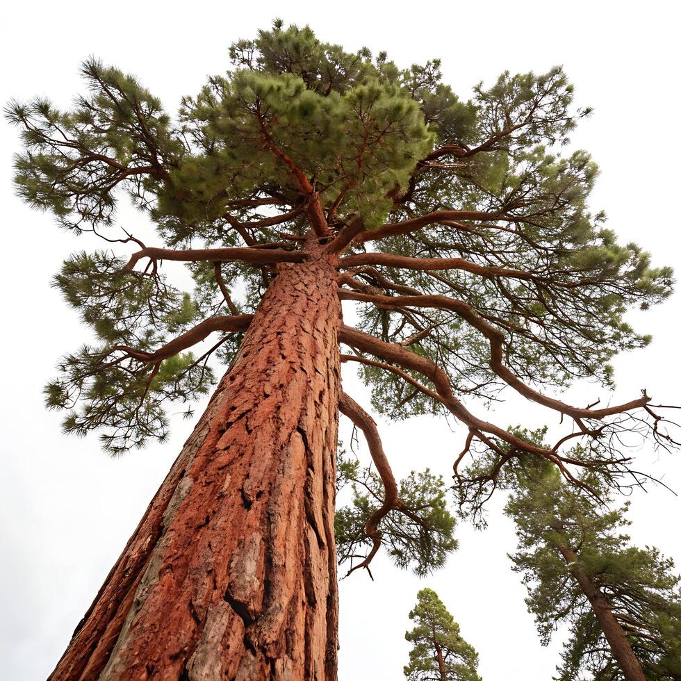 ponderosa pine tree showcasing its large trunk, spreading branches, and fresh green pine needles, standing tall with a white background photo