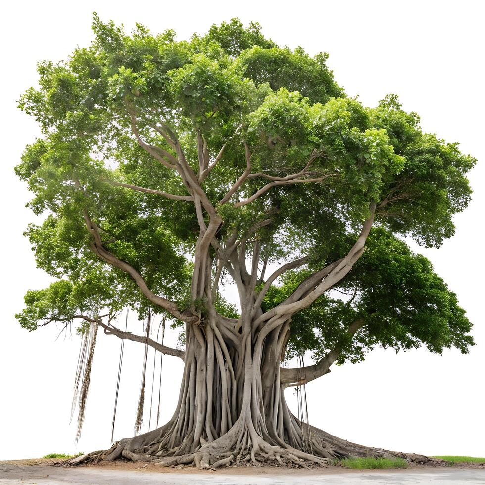 Towering banyan tree with an elaborate root system and spreading canopy, isolated on white, highlighting its role in tropical ecosystems and biodiversity photo