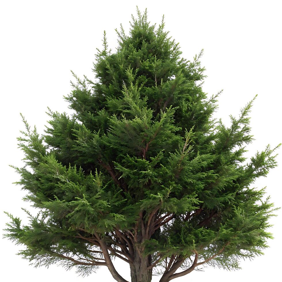 A large evergreen tree is shown on a white background photo