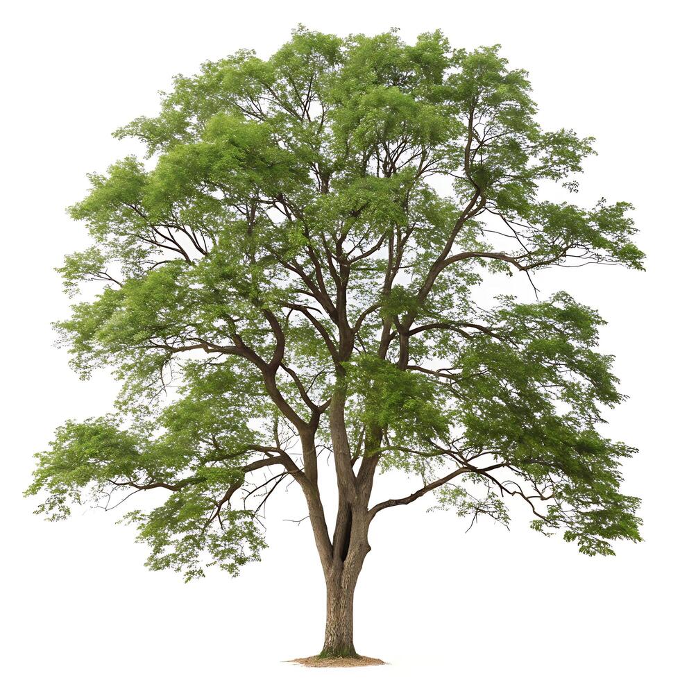 Detailed black locust tree standing alone against a white background, emphasizing its intricate branch network and vibrant summer foliage photo