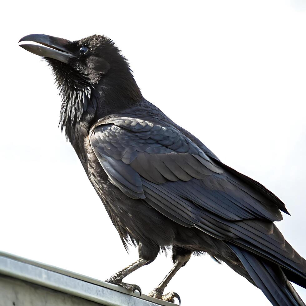 A striking crow bird with deep black feathers, sharp beak, and piercing eyes, captured in detail against a white background photo