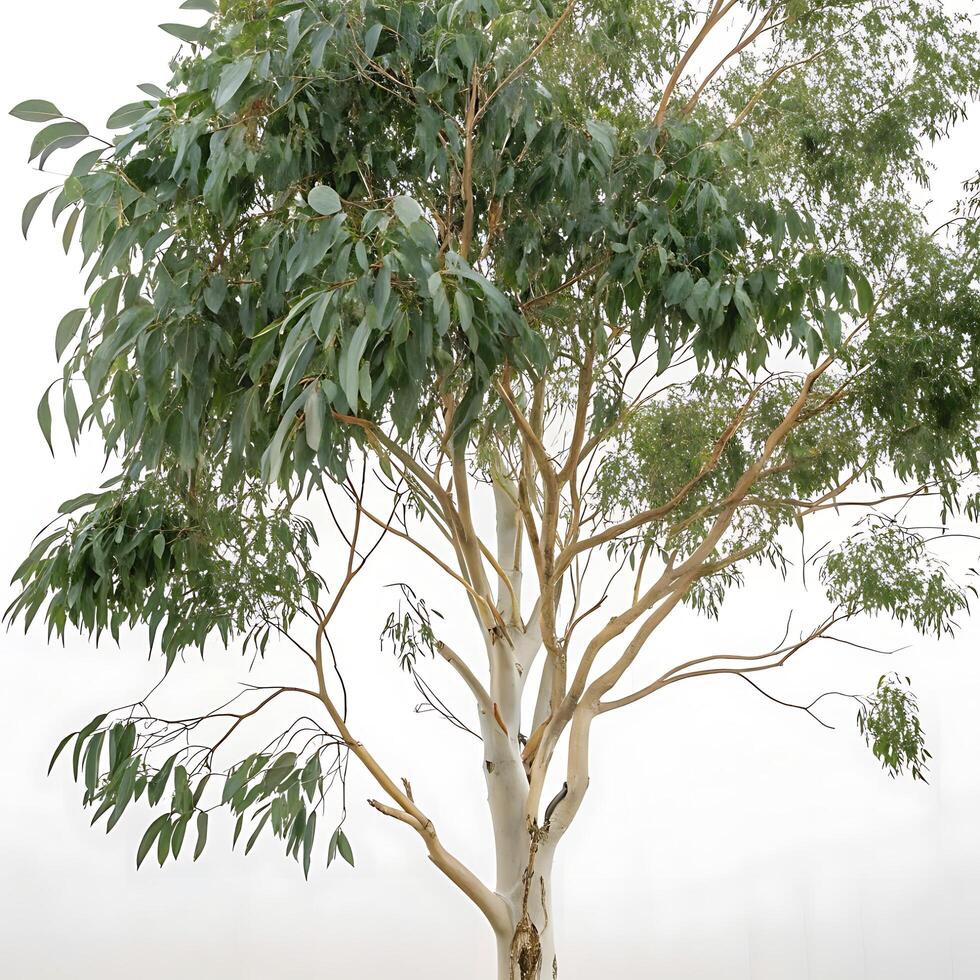 Elegant eucalyptus tree with long green leaves and smooth bark, standing in isolation against a soft white background, exuding serenity photo