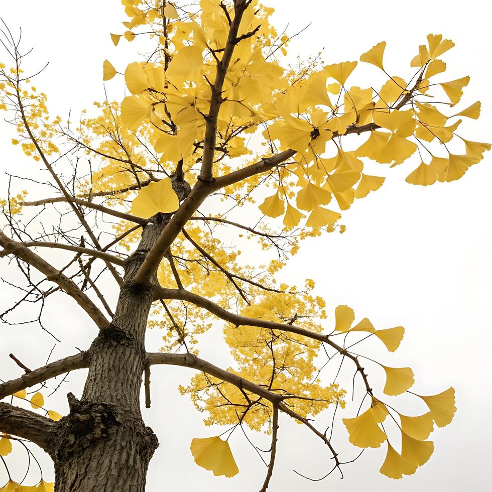 Beautiful Ginkgo tree with vibrant yellow leaves against a soft white background, showcasing the iconic fan shaped foliage in autumn season photo