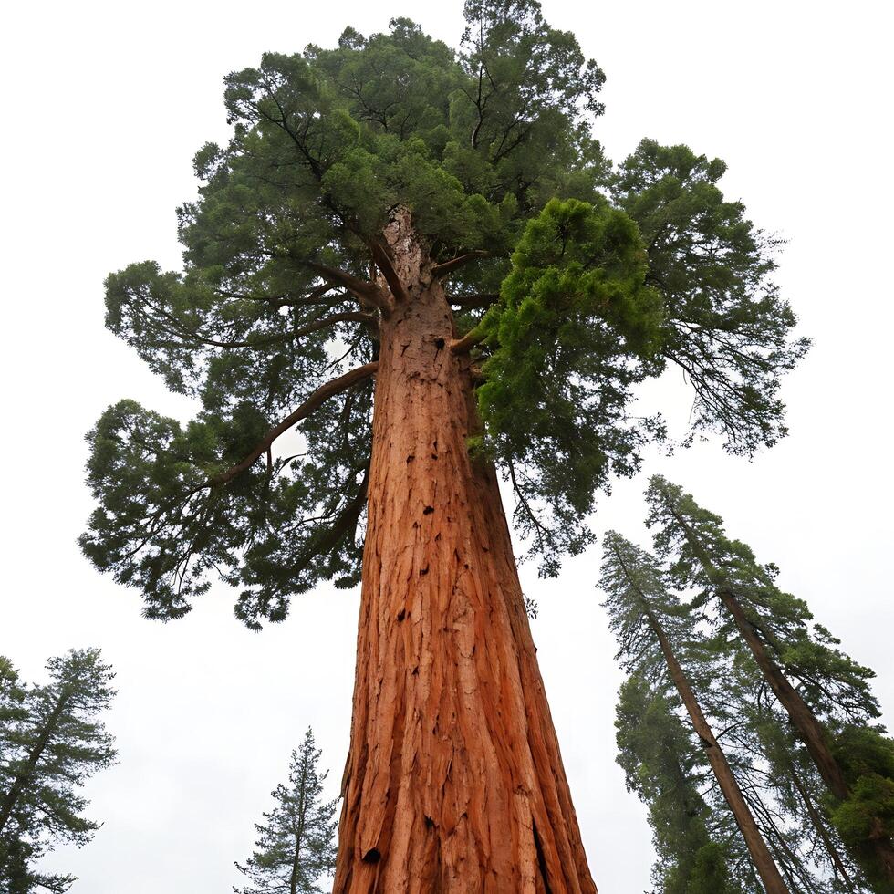 A towering redwood tree with its broad trunk and towering branches, captured from ground level to emphasize its grandeur and natural beauty photo