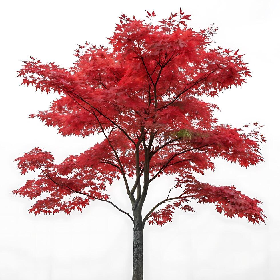 Maple tree with bright red leaves against a clean white backdrop, capturing the essence of autumns vibrant colors and the beauty of nature photo