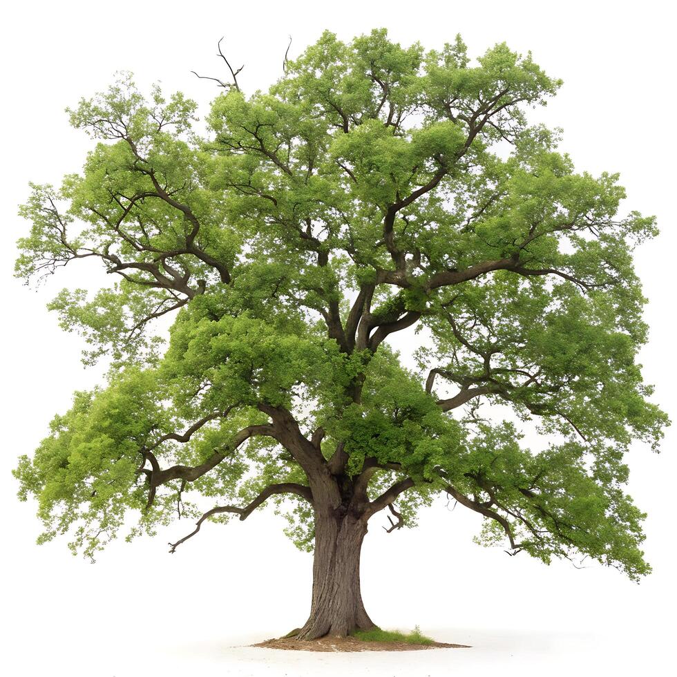 Majestic oak tree with a thick trunk and lush green foliage, standing tall against a clean white background, showcasing its strong and natural form photo