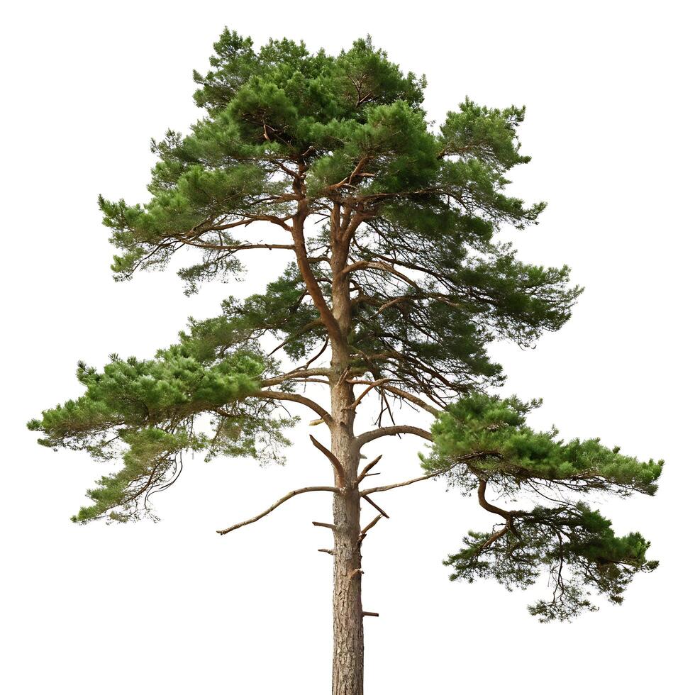 Scots pine tree with its distinct branches and fresh green needles, standing tall against a pure white background, ideal for nature lovers photo