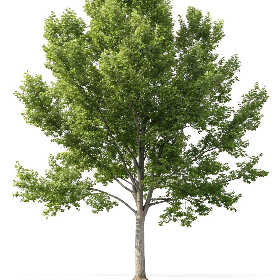 Vertical shot of a poplar tree with lush green branches, isolated on a white backdrop, symbolizing natures purity and fresh growth photo