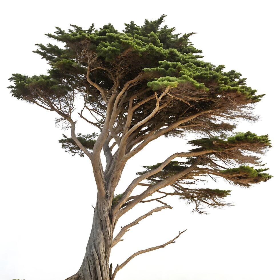 Majestic cypress tree with intricate branch structure standing against a stark white background, showcasing natures beauty photo