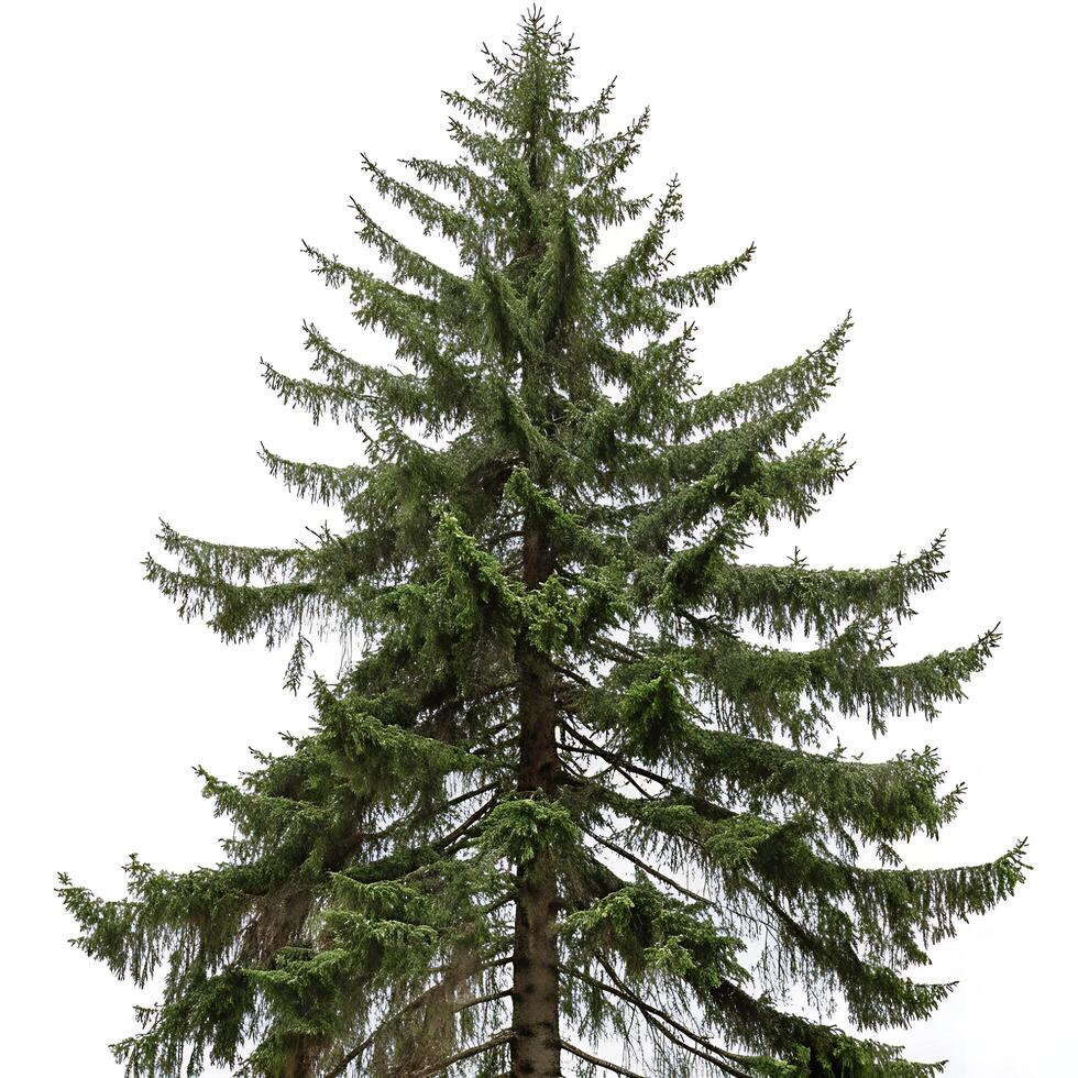 Vertical shot of a tall Sitka spruce tree with dense green foliage and a strong trunk, ideal for environmental and natural forest themed designs photo