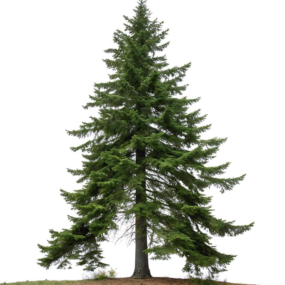 Majestic Douglas Fir tree with sharp green needles and symmetrical branches, standing strong in a minimalistic white background photo