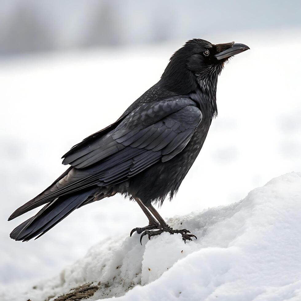 A blackbird in the snow with vivid yellow beak and deep black feathers, set against the soft white snow and a blurred background photo