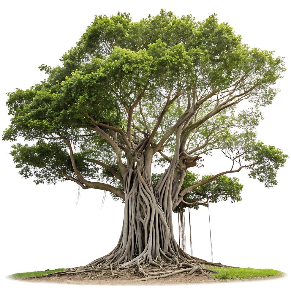 Majestic banyan tree with an extensive root system and rich green foliage, isolated on a clean background, perfect for nature and environmental concepts photo