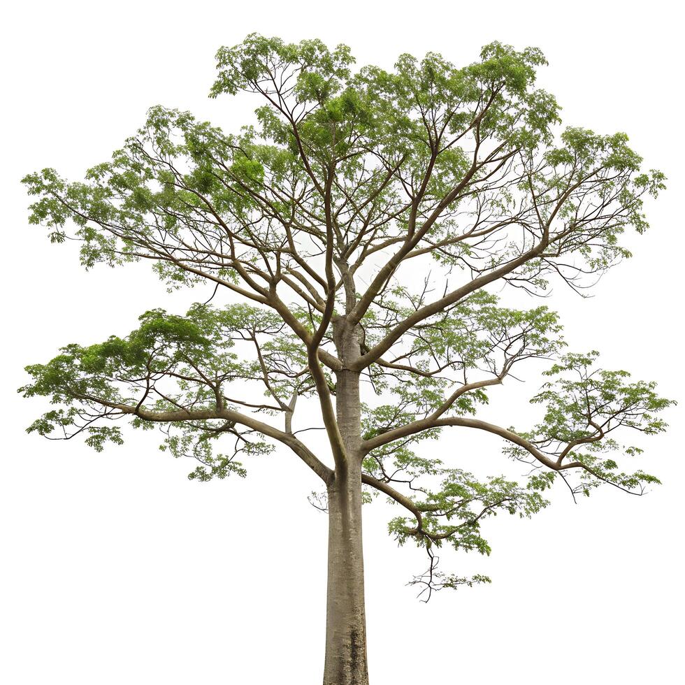 Kapok tree with soft white cotton like blossoms covering its branches, isolated against a pure white background, showcasing its unique floral display photo