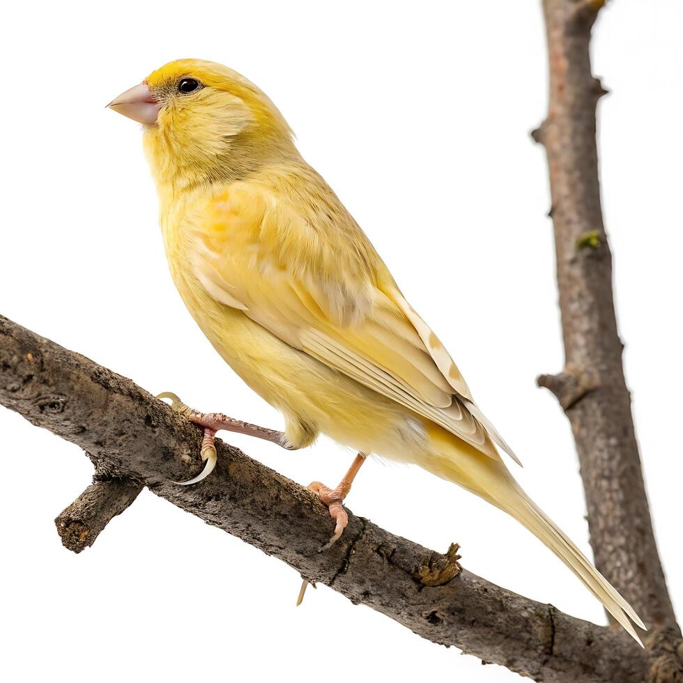 A stunning yellow canary on a branch with bright plumage and clear details, perched elegantly with a white background for perfect contrast photo