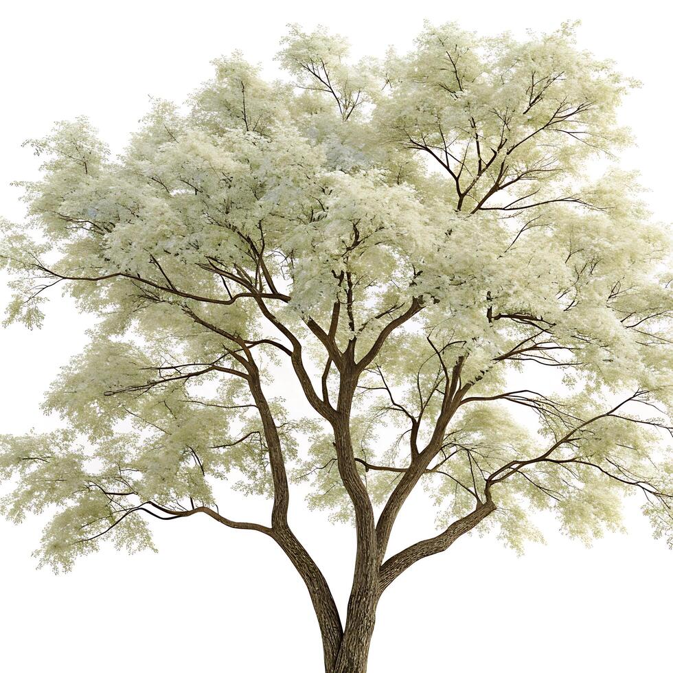 Full bloomed elder tree with white flowers and fresh green leaves, isolated on a clean white backdrop, representing natures vitality photo