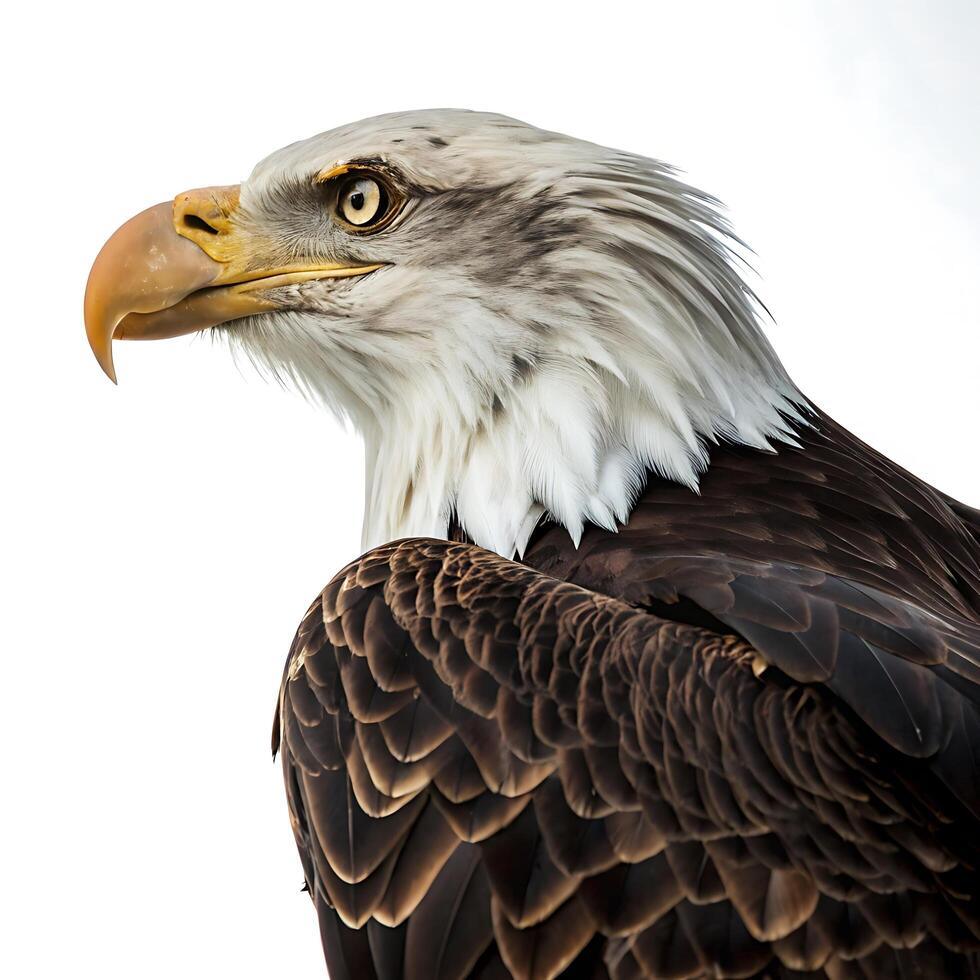 bald eagle standing tall with its sharp features and bold expression, representing the epitome of wildlife power photo