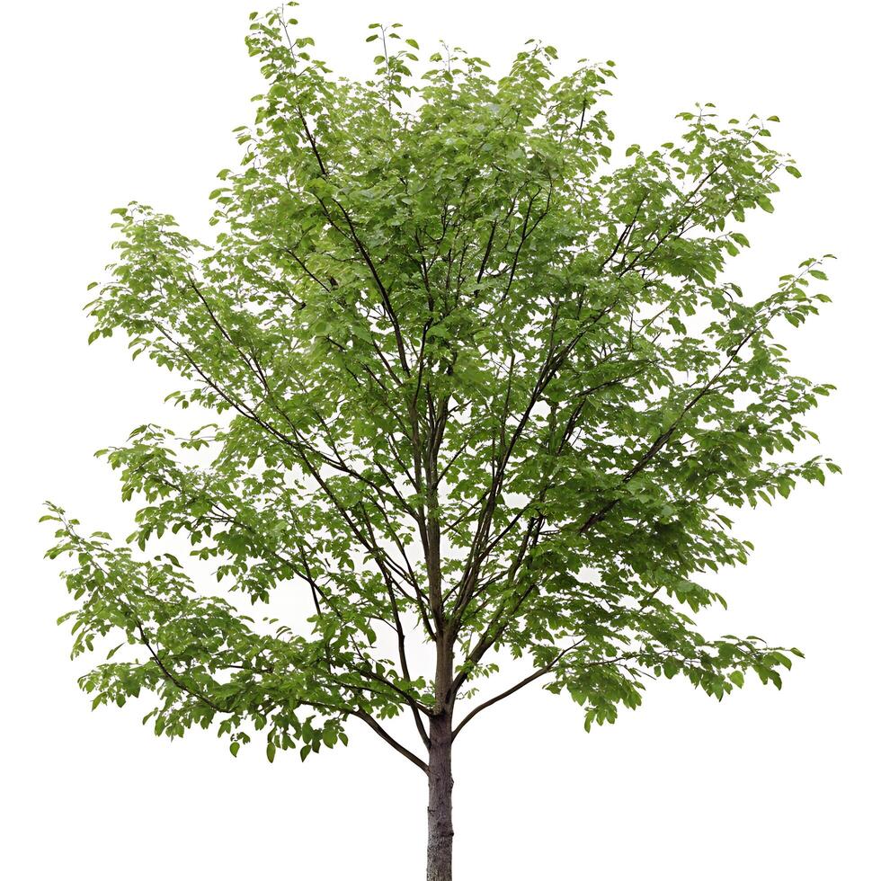 Lush green alder tree with a full canopy of vibrant leaves, isolated on a white background, showcasing its elegant branching structure and natural beauty photo