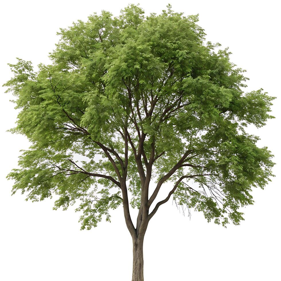 Large elm tree with healthy green foliage and a sturdy trunk, standing alone against a white backdrop, evoking serenity and balance photo