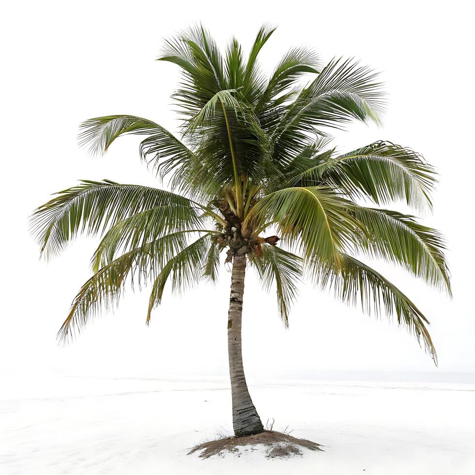 Tropical palm tree with long, sweeping leaves, set against a pure white background, evoking a sense of vacation, warmth, and relaxation photo