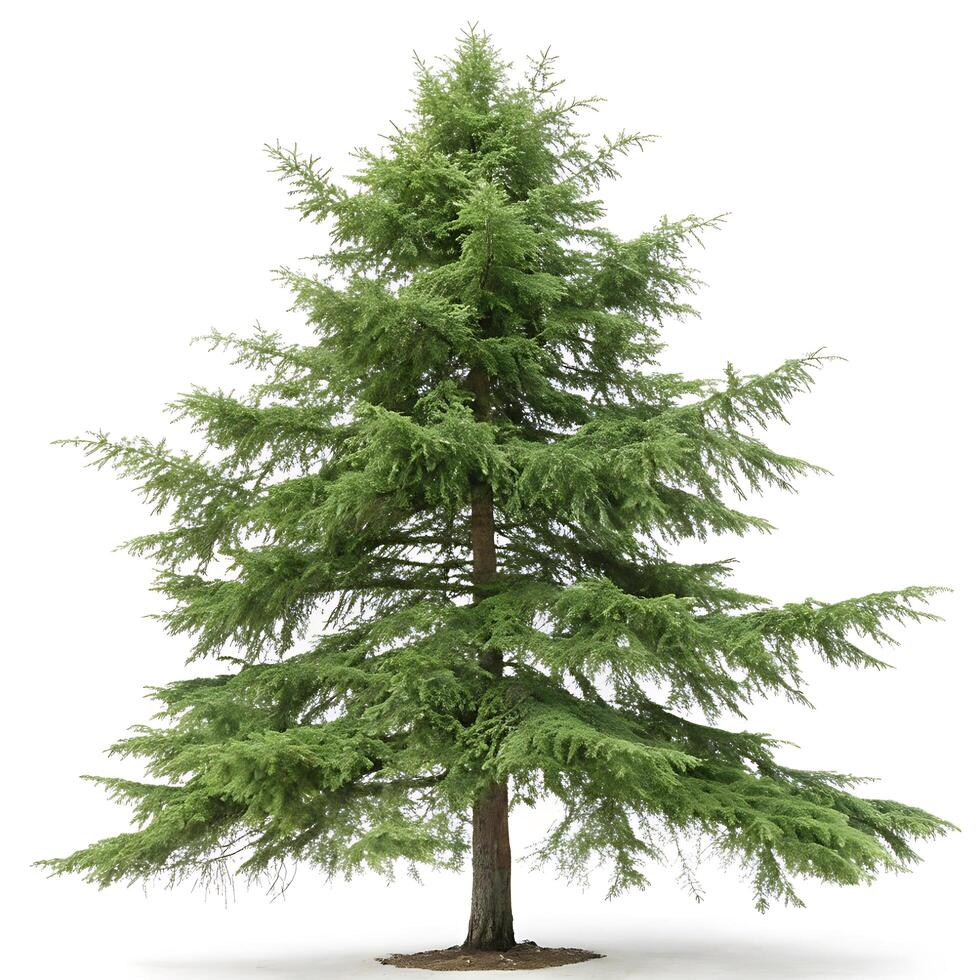 Towering eastern hemlock tree with vibrant green needles, isolated on a pure white backdrop, emphasizing the trees natural symmetry photo