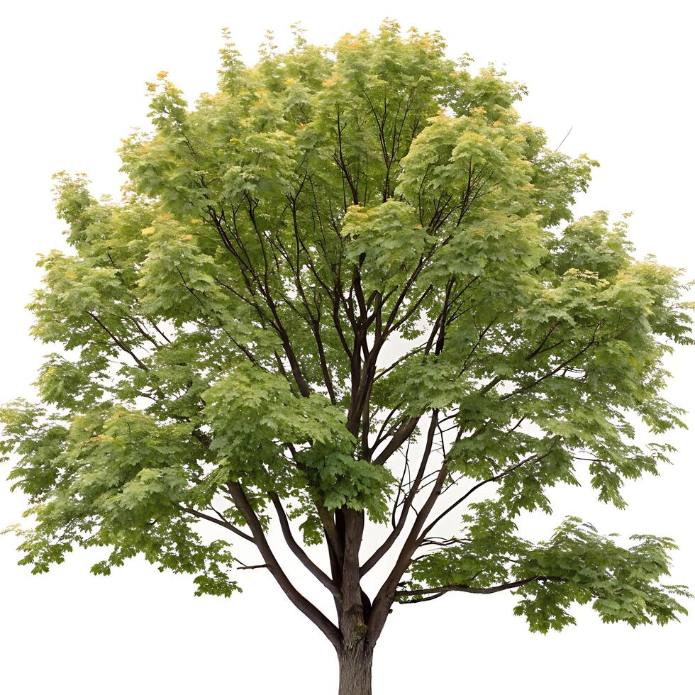 mature sugar maple tree with broad, vibrant green leaves and a thick trunk, isolated on a white backdrop to emphasize its form photo