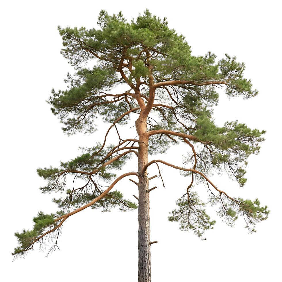 Scots pine tree with sprawling branches and dense green foliage, isolated against a white background, highlighting its natural beauty and structure photo
