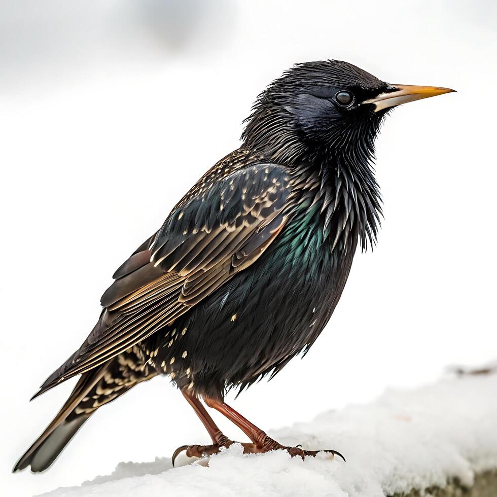 Stunning profile of a starling bird with shimmering feathers, showcasing its beautiful color contrasts and natural elegance on a white background photo