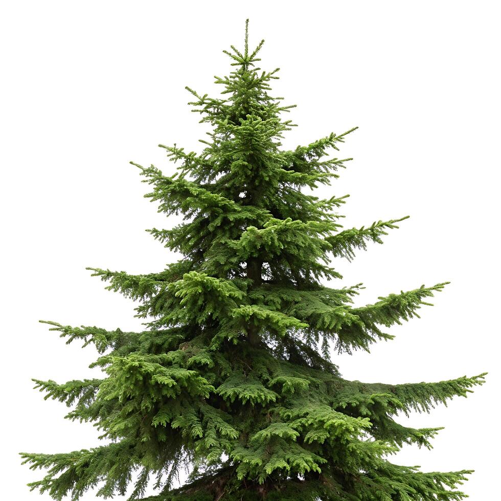 Sitka spruce tree isolated on a white background showcasing its detailed branches and vibrant green needles, perfect for nature or forestry imagery photo