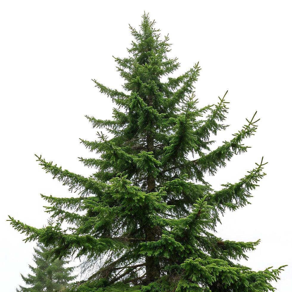 A majestic Sitka spruce tree against a white backdrop, highlighting its intricate branches and lush evergreen needles, representing natures beauty photo