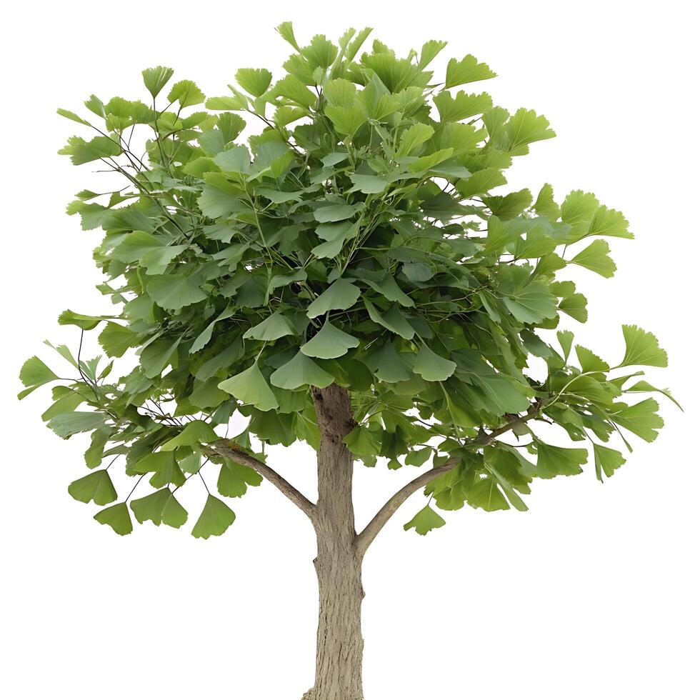 Fresh green Ginkgo tree with its iconic fan shaped leaves reaching towards the sky, captured with clear contrast against a white background photo