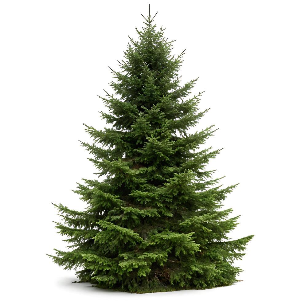 Elegant fir tree with vibrant green needles and symmetrical branches, isolated on a minimal white backdrop, showcasing natural beauty photo