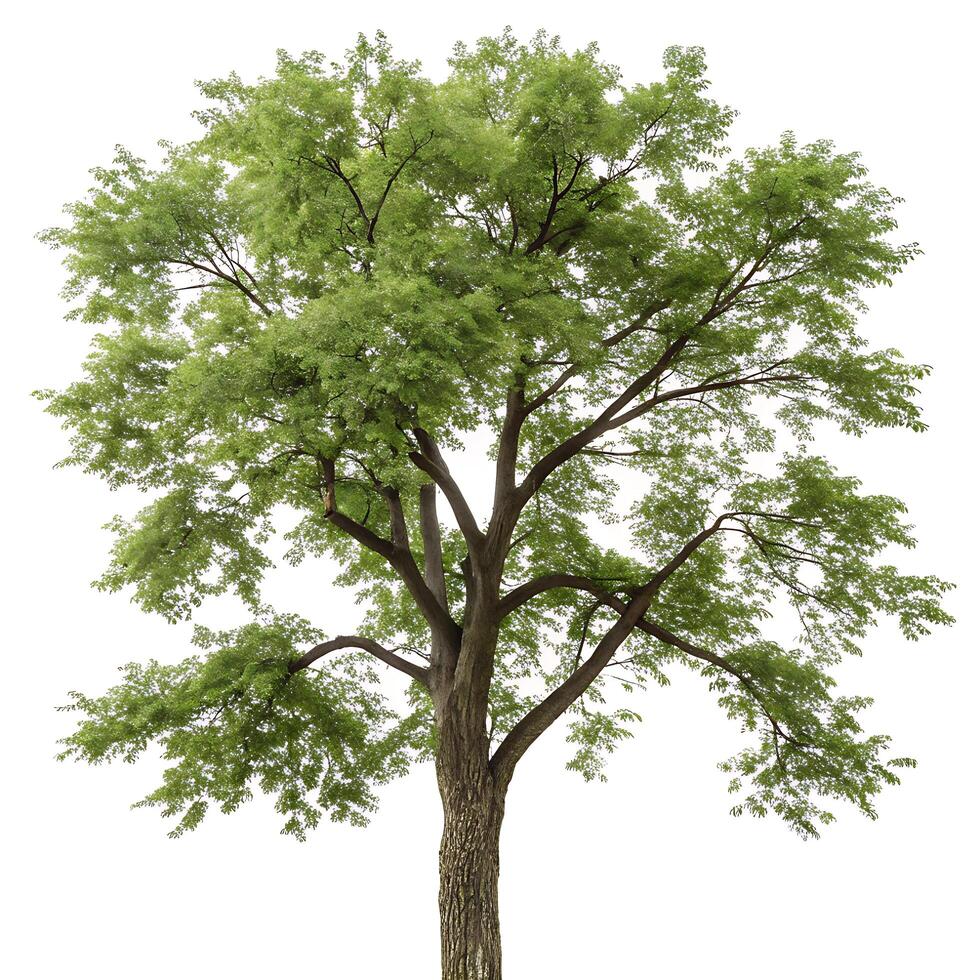 Lush black locust tree with a dense canopy and twisting branches, isolated on white, highlighting its natural beauty and intricate details photo
